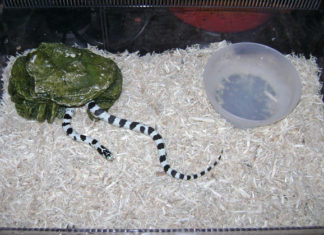 Terrario per serpenti 1174 0 terrario serpente_ok.JPG